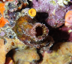 Banded Tunicate photo 3