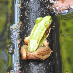 Hylarana erythraea