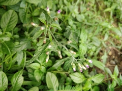 Cyanthillium cinereum