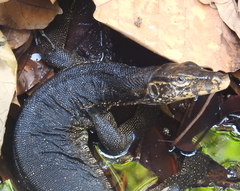Varanus salvator bivittatus