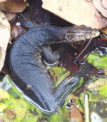 Varanus salvator bivittatus