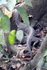 Varanus salvator bivittatus