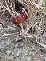 Neurothemis terminata