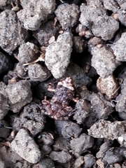 Eleutherodactylus planirostris