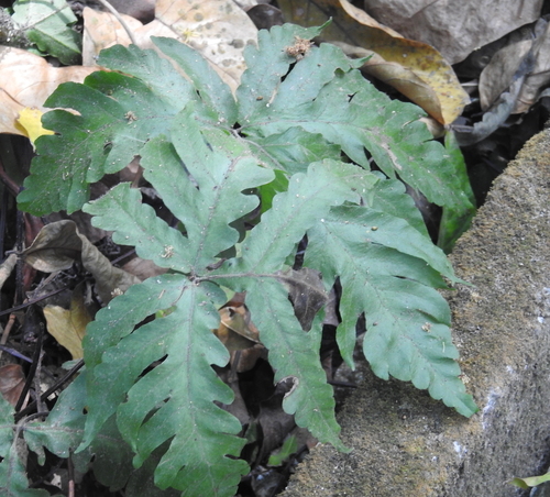 Tectaria aurita observed 2019-09-02