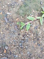 Diplacodes trivialis