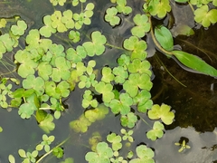 Ranunculus hederaceus