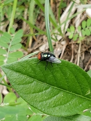 Diptera