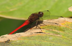 Orthetrum testaceum soembanum