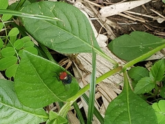 Diptera