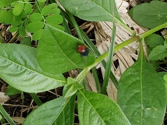 Diptera