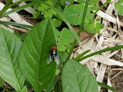 Diptera
