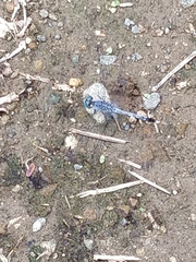 Diplacodes trivialis