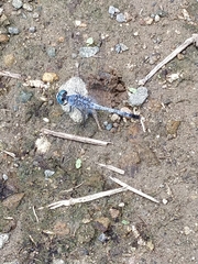 Diplacodes trivialis