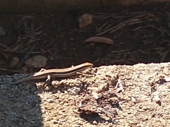 Trachylepis gravenhorstii