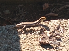 Trachylepis gravenhorstii
