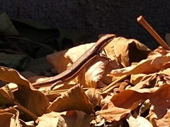 Trachylepis gravenhorstii
