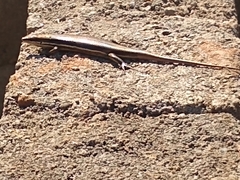Trachylepis gravenhorstii