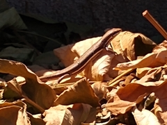 Trachylepis gravenhorstii