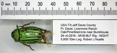 Chrysina gloriosa