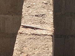 Trachylepis gravenhorstii