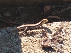 Trachylepis gravenhorstii