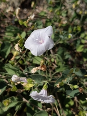 Jacquemontia pringlei