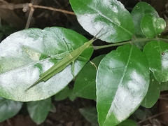 Orthoptera