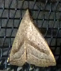 Macrochilo hypocritalis