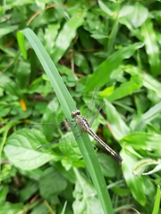 Diplacodes trivialis