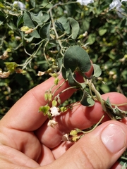 Jacquemontia pringlei