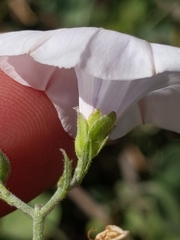 Jacquemontia pringlei