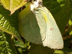 Catopsilia thauruma