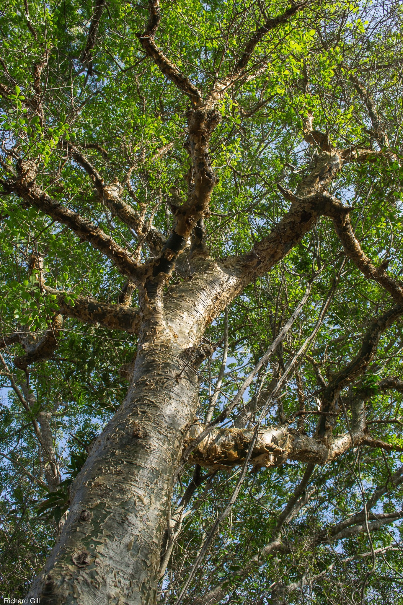 Commiphora