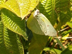 Catopsilia thauruma