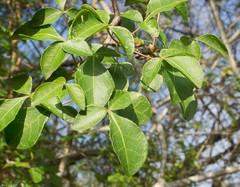 Commiphora neglecta