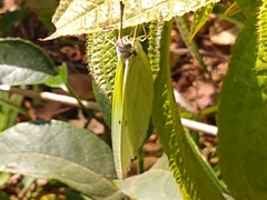Catopsilia thauruma