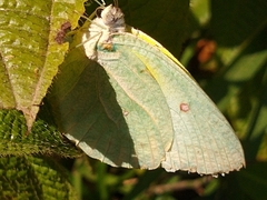 Catopsilia thauruma