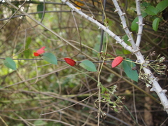 Passiflora miniata