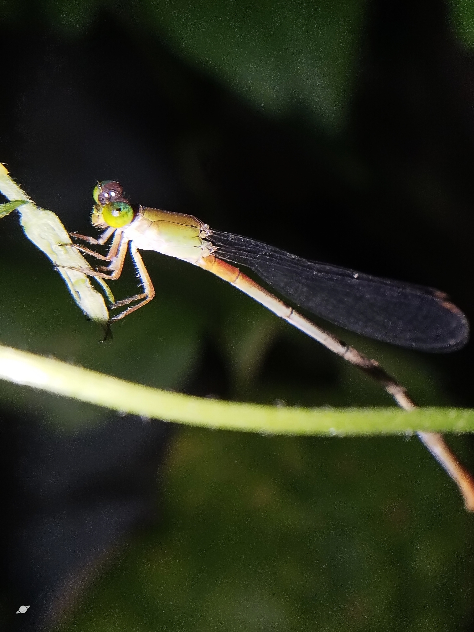 Orange-Tailed Marsh Dart