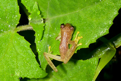 Lynch's Cochran Frog