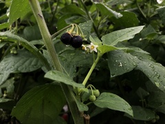 Solanum nigrum