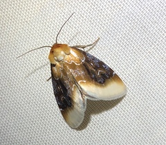 Chrysoecia scira