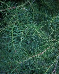 Juniperus