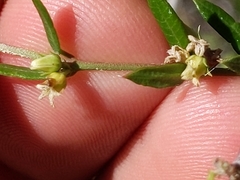 Metastelma arizonicum