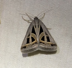 Callistege diagonalis