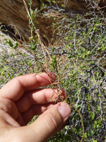 Image of Arizona Swallow-Wort (Metastelma arizonicum) by (c) Ken-ichi Ueda, some rights reserved (CC BY)