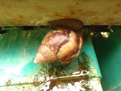 Lissachatina fulica