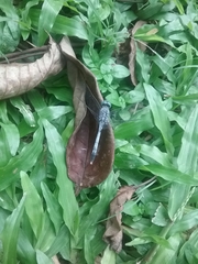 Diplacodes trivialis