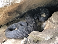 Crotalus cerberus